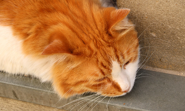17 febbraio: festa nazionale del gatto - Italian Cat's Day!