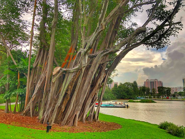 Jurong Lake Gardens - Explore