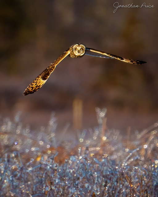 Short-eared Owl…