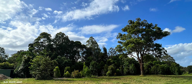 Fred Gundry Arboretum, Macleay Landcare Network Site, East Kempsey, Mid North Coast, NSW