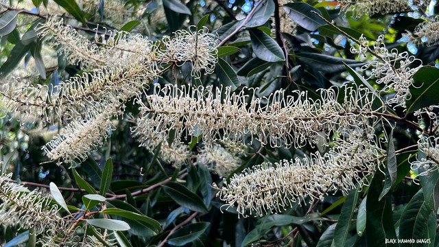 Buckinghamia celsissima - Ivory Curl Tree, Ivory Curl, Ivory Curl Flower, Spotted Silky Oak