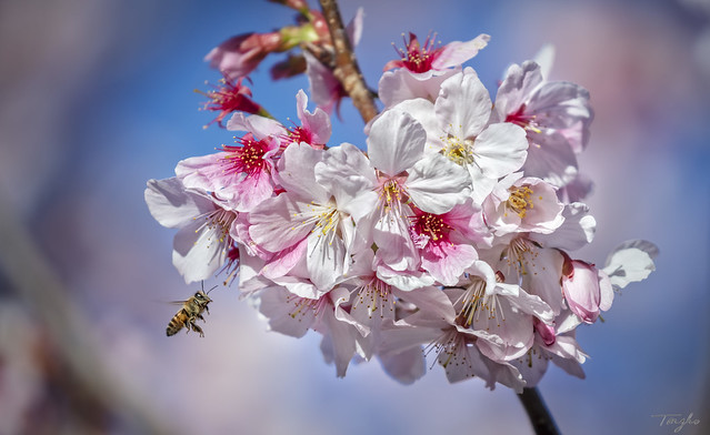 2022 Bee on Cherry Blossoms # 1