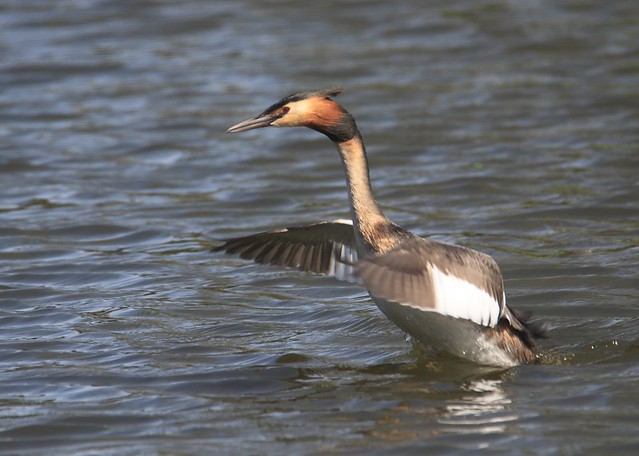 Great Crested Grebe - Taking Off!
