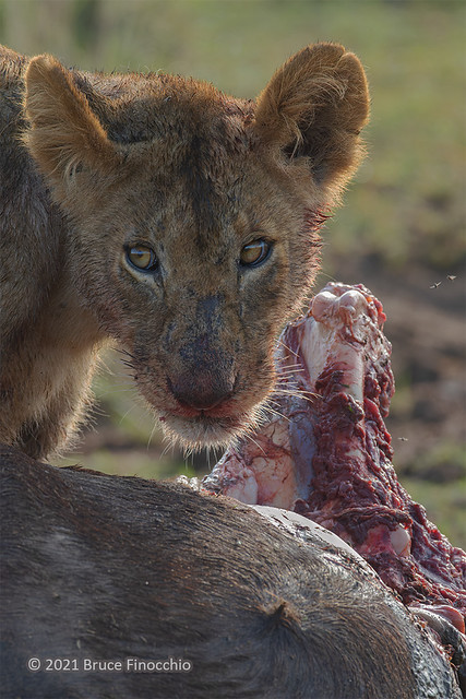 Juvenile Female Lion Pauses Her Feeding On A Wildebeest Carcass