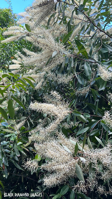 Buckinghamia celsissima - Ivory Curl Tree, Ivory Curl, Ivory Curl Flower, Spotted Silky Oak