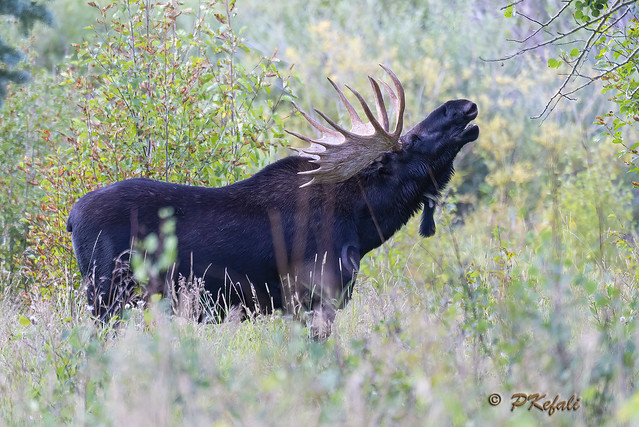 Howling Bull Moose
