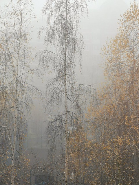 Autumn fog haze mood
