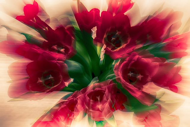Red Tulips for love.....