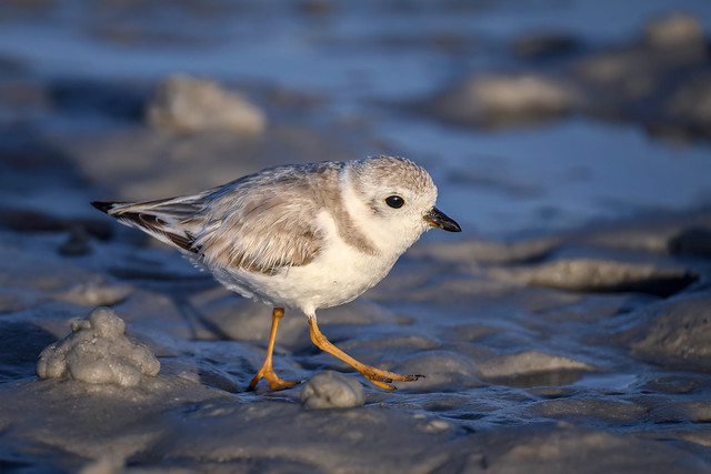 Juvenile Piping Plover on the beach at North Beach, Fort DeSoto Park, Saint Petersburg, Florida.