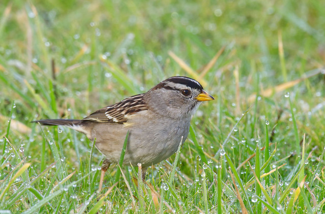 Sparrows in the dew