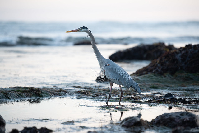 Great Blue Heron - Half Moon Bay - California