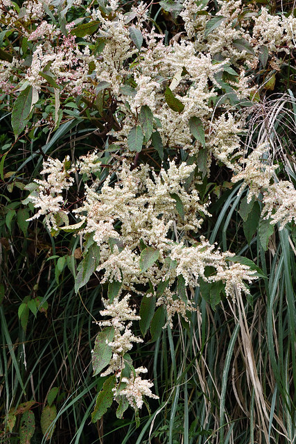 蓼科 虎杖屬 虎杖 (全景) 太平山莊 Reynoutria japonica