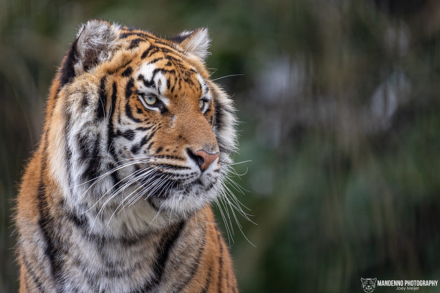 Bengal tiger - Pakawipark