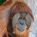 			<p><a href="https://www.flickr.com/people/154721682@N04/">Joseph Deems</a> posted a photo:</p>
	
<p><a href="https://www.flickr.com/photos/154721682@N04/51889877916/" title="Kajan - male Orangutan"><img src="https://live.staticflickr.com/65535/51889877916_cf6368b164_m.jpg" width="196" height="240" alt="Kajan - male Orangutan" /></a></p>

<p>Fort Worth Zoo</p>