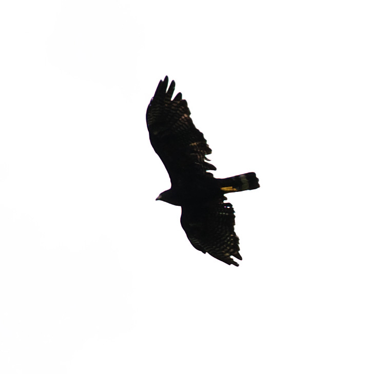 Zone-tailed Hawk_Buteo albonotatus_Ascanio_Amazon Cruise_DZ3A8687