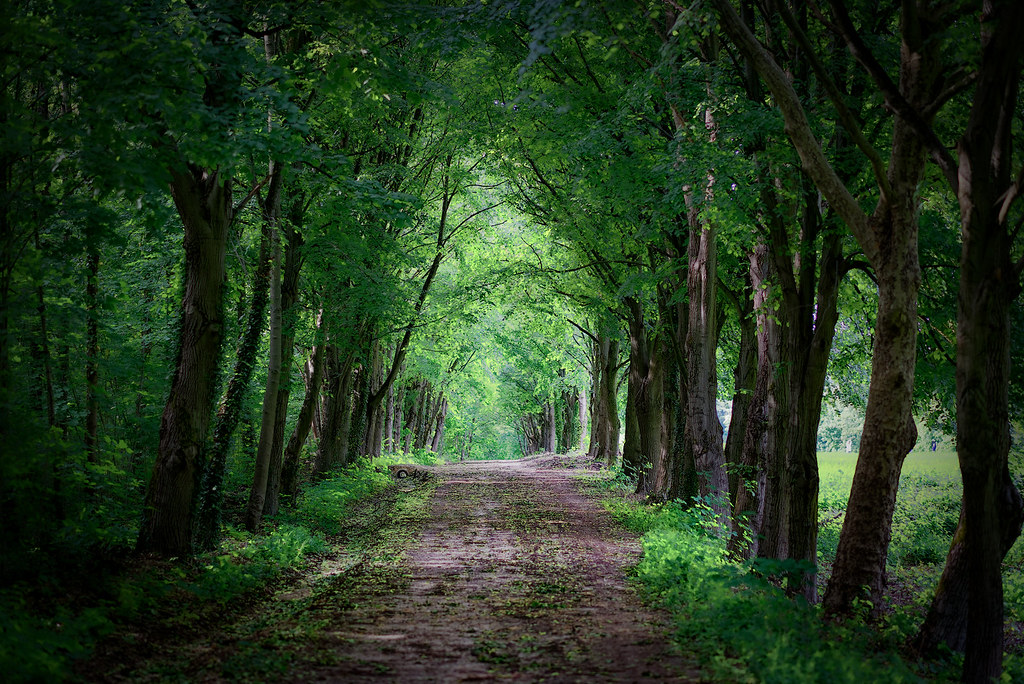 Une allée forestière | Le bois de Meudon est une forêt situé… | Flickr