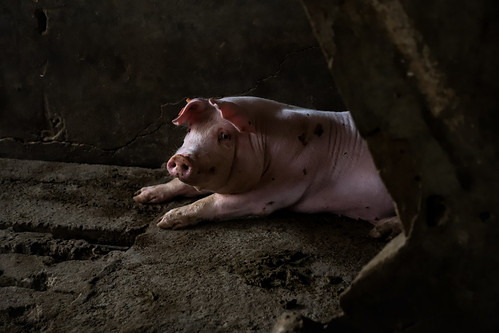 MX - Granjas de cerdos: Crueldad desde el primer día
