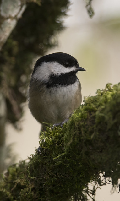 A chickadee stopped by