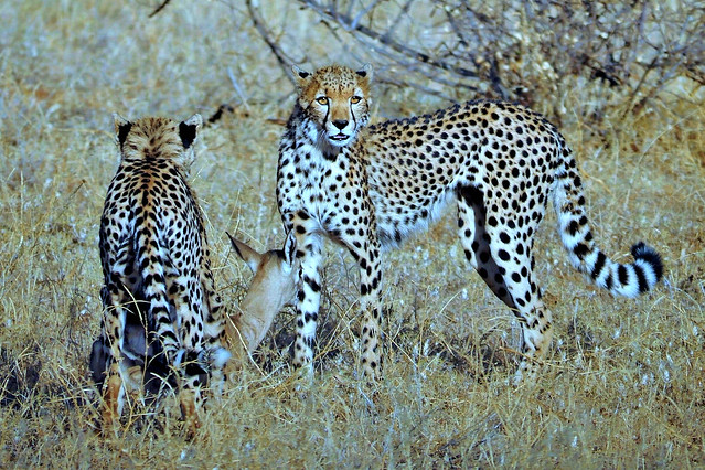 Young Cheetahs (Acinonyx jubatus)