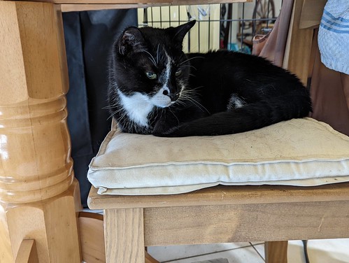 A domestic short hair tuxedo cat is curled on a cream chair cushion tucked under a round kitchen table.  The open door of a dog crate is behind him and through the bars is a Canadian Production Wheel in the background.
