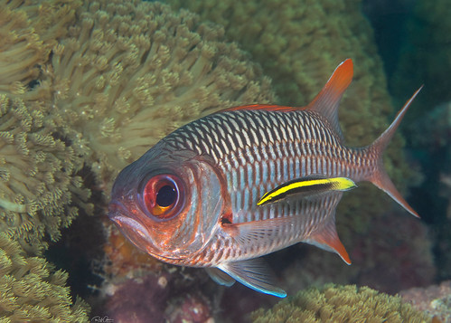 Violet Soldierfish - Myripristis violacea | by Rafi Amar Wildlife Photography