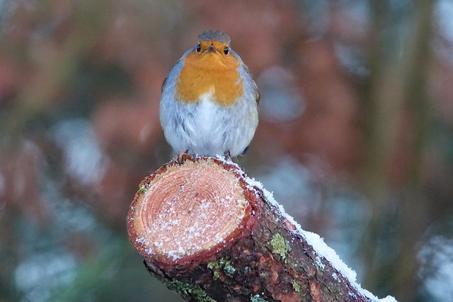 Winter Robin