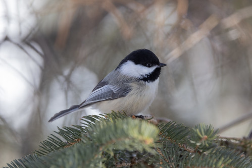 Black-capped Chickadee waiting for mealworms