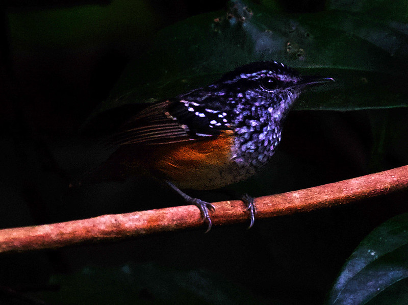 Peruvian Warbling-Antbird_Hypocnemoides peruviana_Ascanio_Amazon Cruise_DZ3A9301
