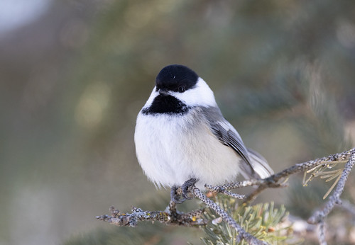 Black-capped Chickadee waiting for mealworms