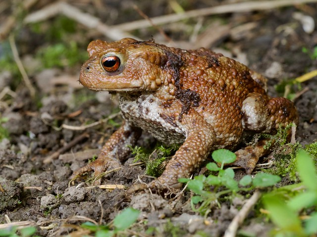 Common Toad