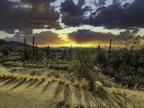 sunset desert cactus sabino arizona