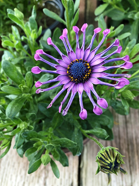 Purple Flower, photo by iphone