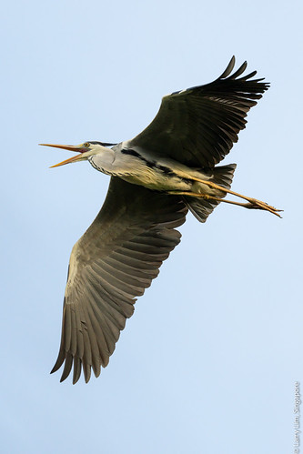 Gray Heron | by ShutterbugL
