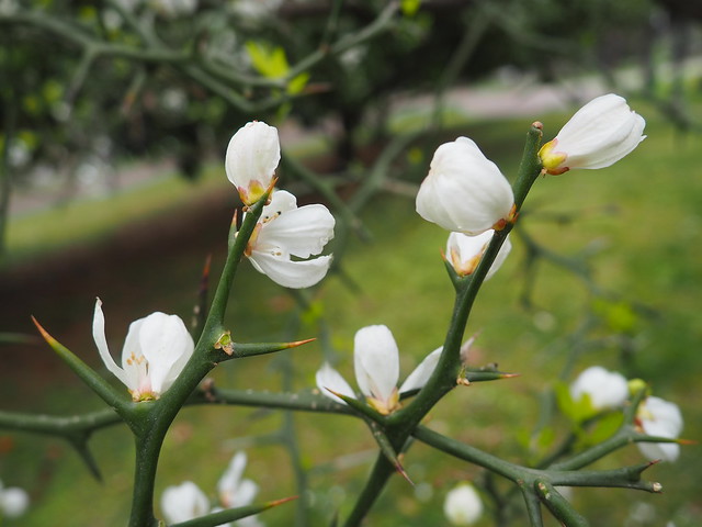 Taronger trifoliat (Poncirus trifoliata)_flors_espines_P4110010