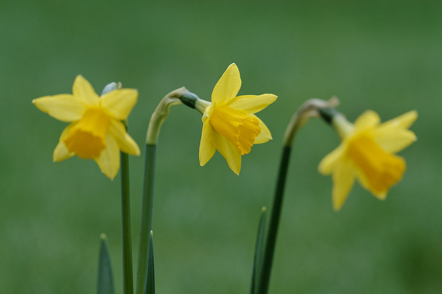 simply daffodils