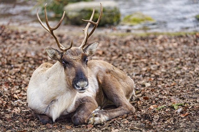Cute reindeer resting