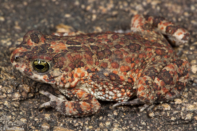 Northern Pygmy Toad - Poyntonophrynus fenoulheti