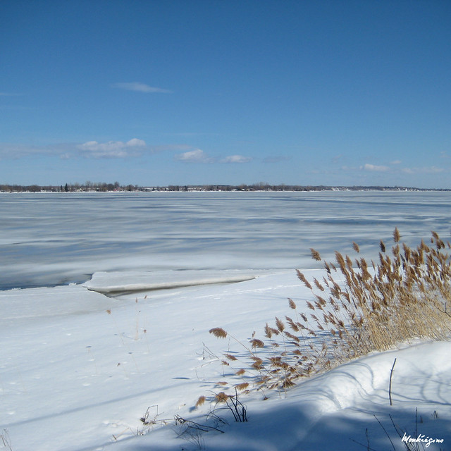 Winter Reeds - Roseaux d'hiver