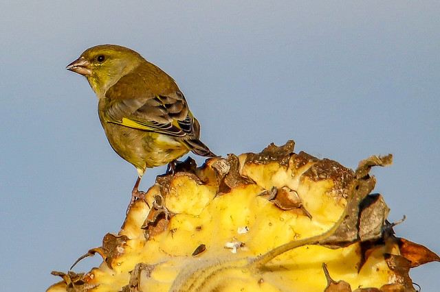 Green Finch on sunflower in the evening sun, in Texel Holland.