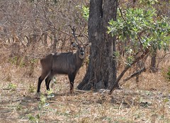 Kobus ellipsiprymnus - Waterbuck - Cobe à croissant ou Cobe defassa ou Antilope sing-sing - 26/03/14
