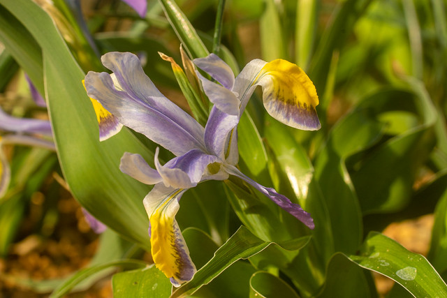 Iris narbuttii x vicaria.jpg