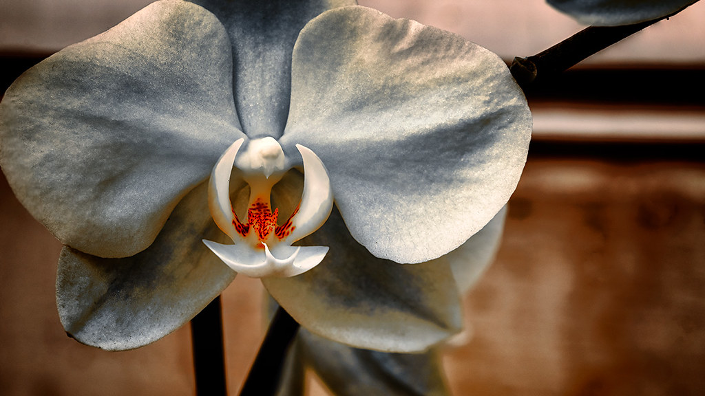 Orchidaceae: Grunge