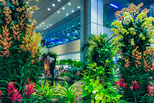 Im Orchideengarten im Changi Airport in Singapur