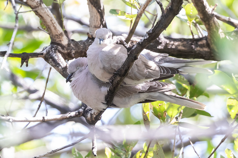 African Collared-Dove beautiful
