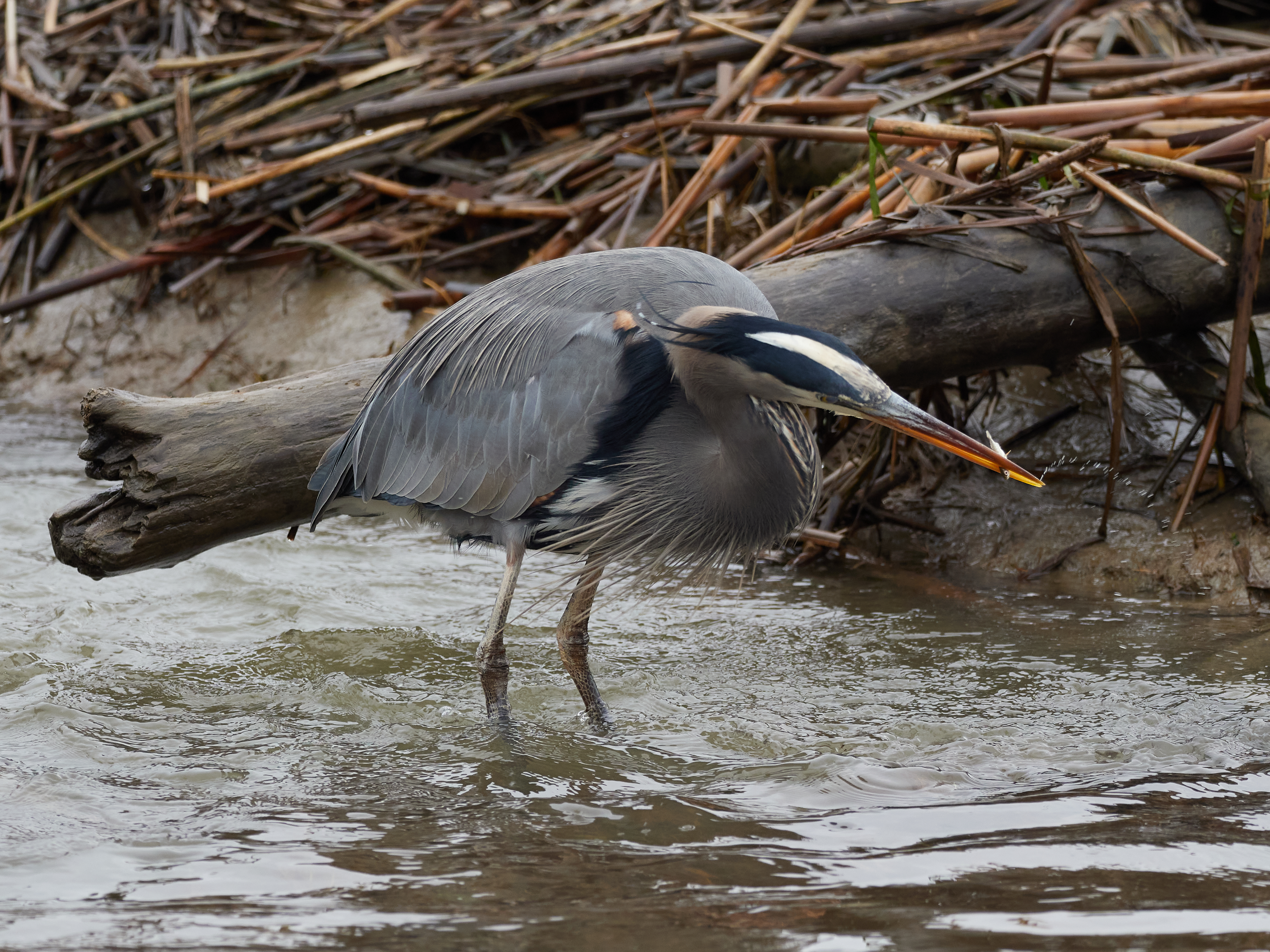 There's something magical about watching the little fishies disappear into the heron's gullet...