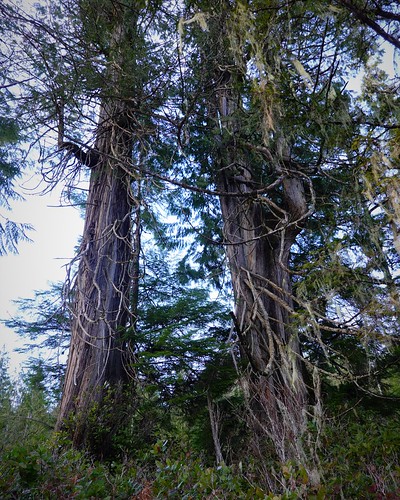 Two massive cedars SR601041