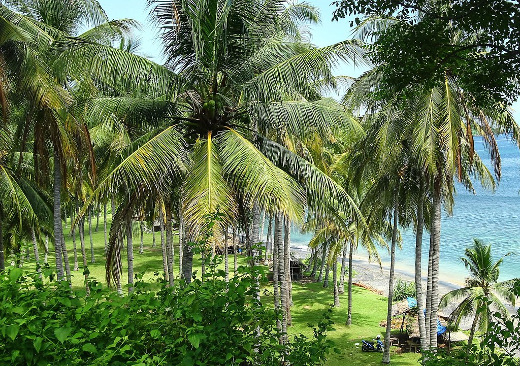 Tropical palm trees along Mangsit Beach Lombok