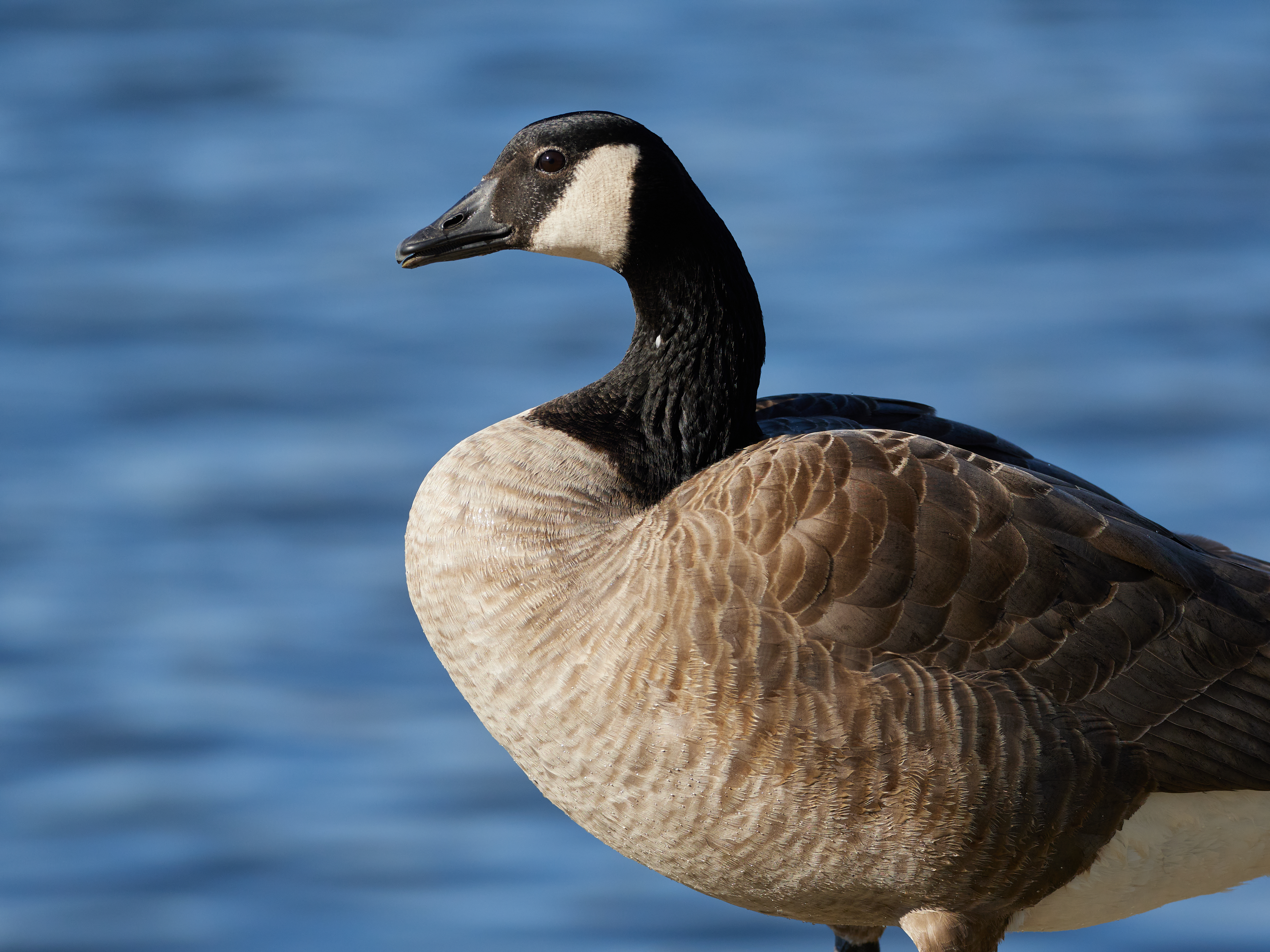 On the one hand, geese are boring. On the other hand, this goose is SHARP