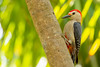Golden-fronted woodpecker (Melanerpes aurifrons)