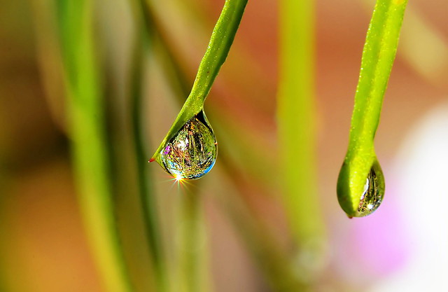 Natures Tears